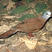 Blue-headed Wood-Dove